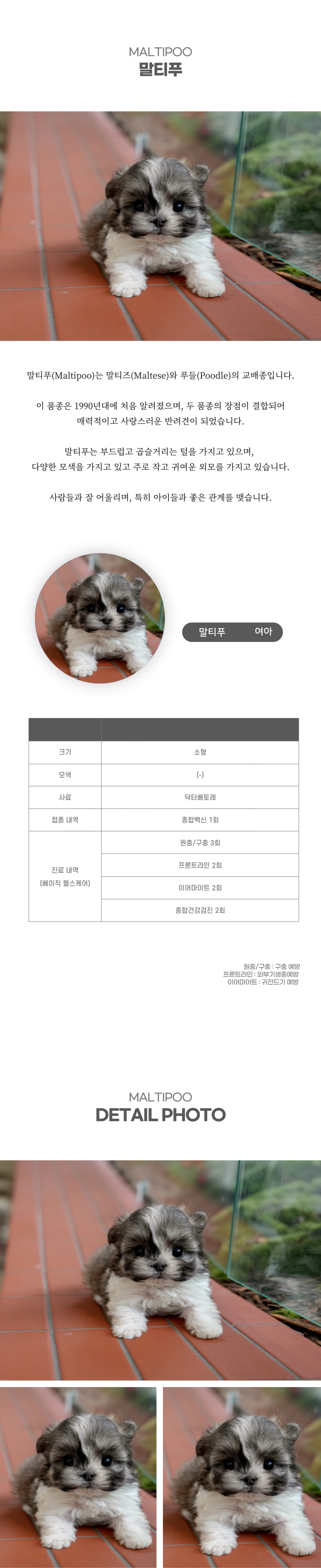 말티푸_상세이미지_2